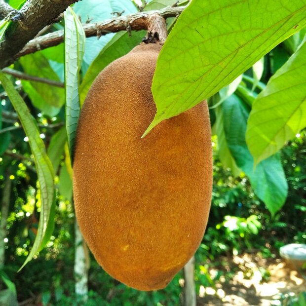 Cupuaz&uacute; (Theobroma grandiflorum)