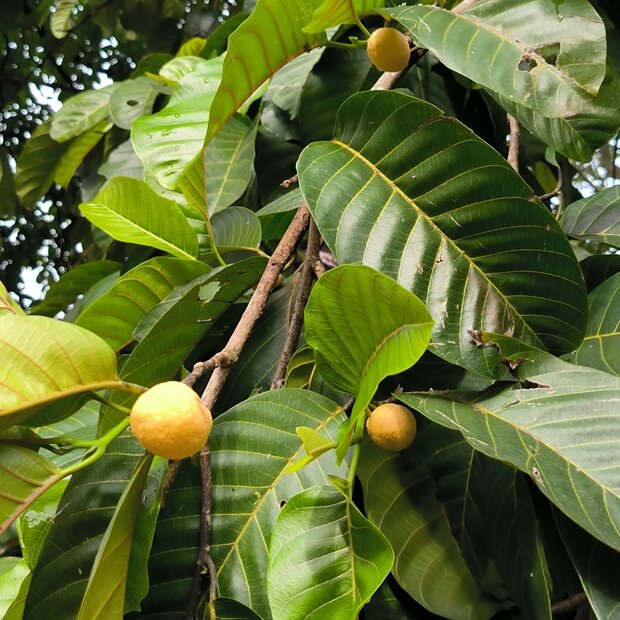 Lakoocha (Artocarpus lacucha)
