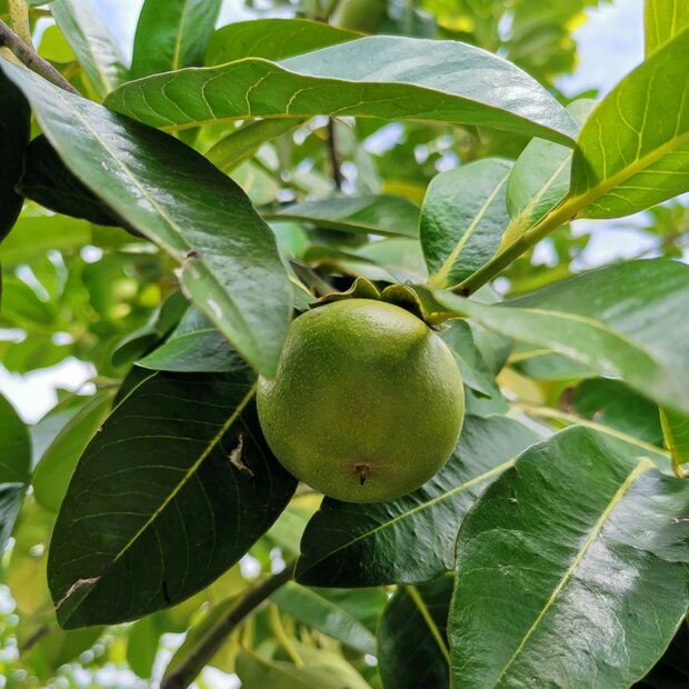 Zwarte zapote (Diospyros digyna)