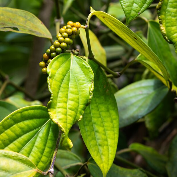 Zwarte peper (Piper nigrum)