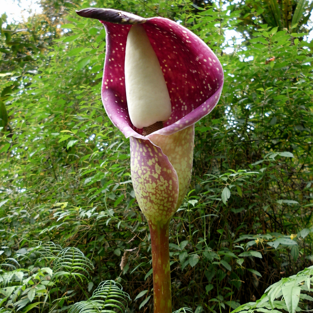 Beccari's aronskelk (Amorphophallus beccarii)