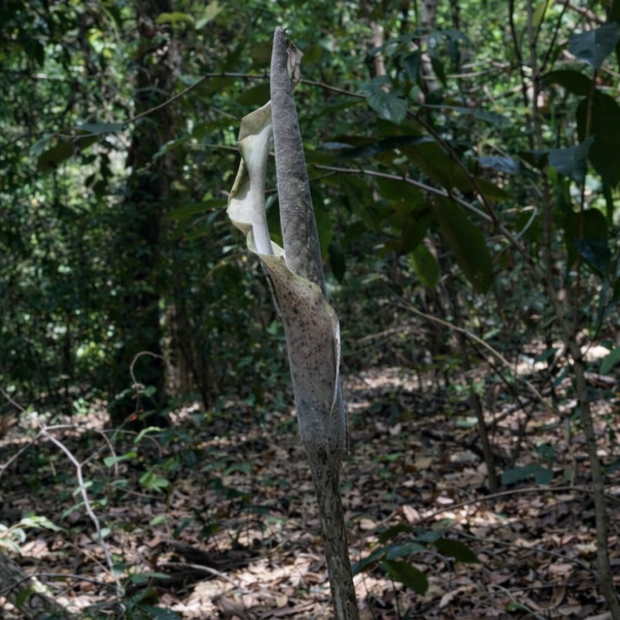 Slangenhuidlelie (Amorphophallus galbra)