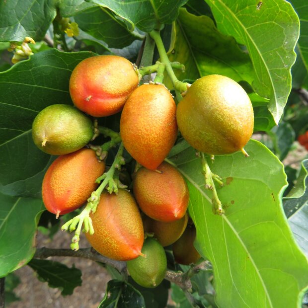 Pindakaasboom (Bunchosia argentea)