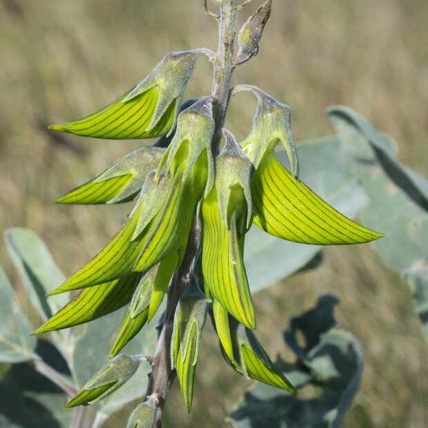 Groene vogelbloem (Crotalaria cunninghamii)