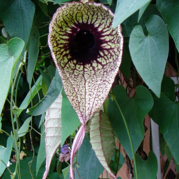 Pelikaanbloem (Aristolochia grandiflora)