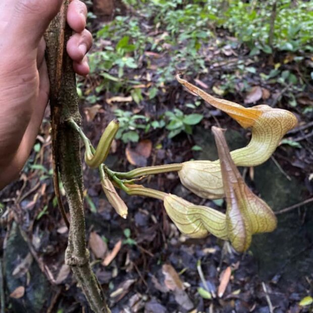 Pijpbloem (Aristolochia decandra)