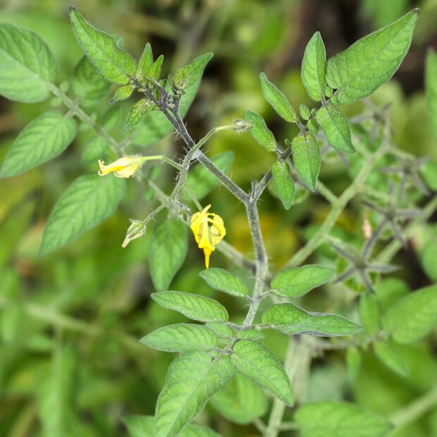 Gal&aacute;pagos-tomaat (Solanum cheesmaniae)