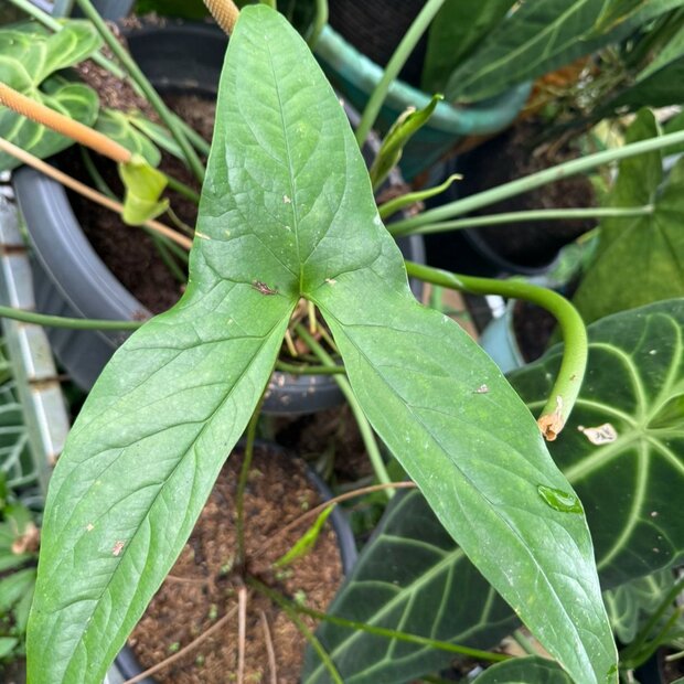 Moerastaro (Cyrtosperma hayii)