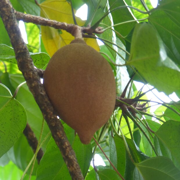 Voetbalvrucht (Pangium edule)