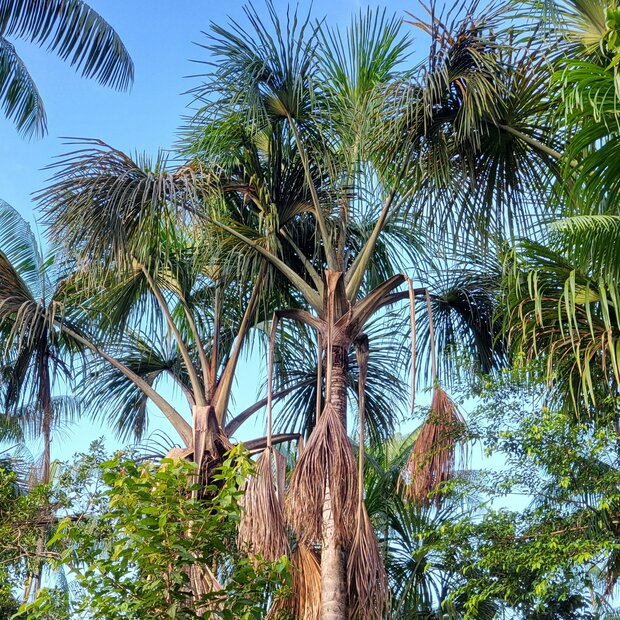 Morichepalm (Mauritia flexuosa)