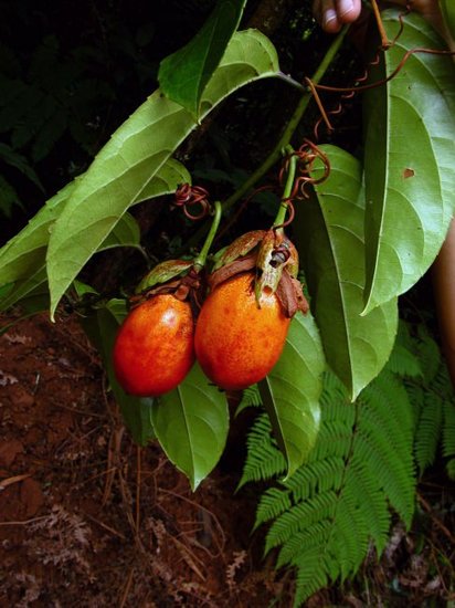 Injo passiebloem (Passiflora ambigua)