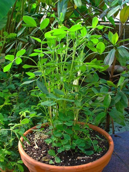 Pinda (Arachis hypogaea)