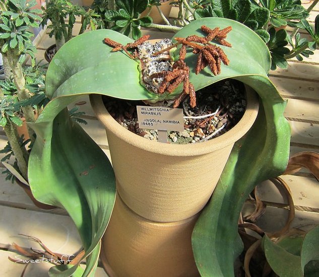 Kanniedoodplant (Welwitschia mirabilis)