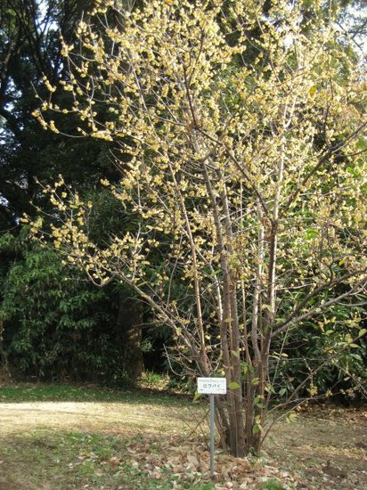 Winterzoet (Chimonanthus praecox)