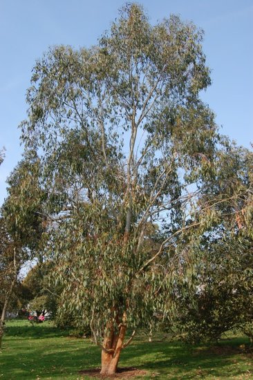Alpine ash (Eucalyptus delegatensis)