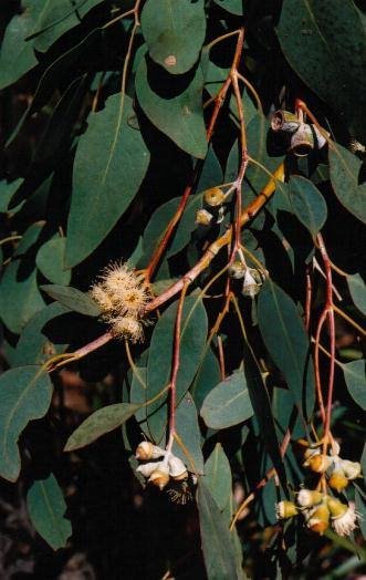 Morrisby&#039;s eucalyptus (Eucalyptus morrisbyi)