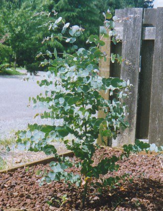 Kaarsschors-eucalyptus (Eucalyptus rubida)