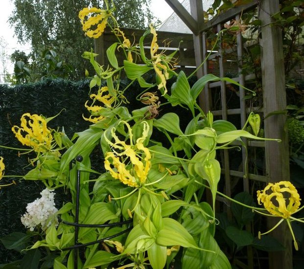Gele gloriosa (Gloriosa lutea)