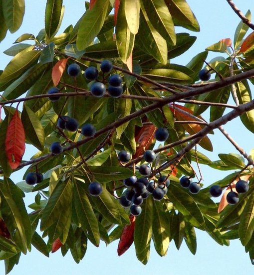 Blauwe quandong (Elaeocarpus angustifolius)