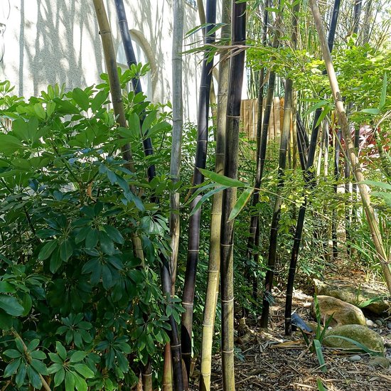 Timor zwarte bamboe (Bambusa lako)