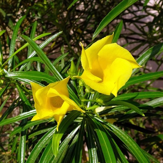 Gele oleander (Thevetia peruviana)