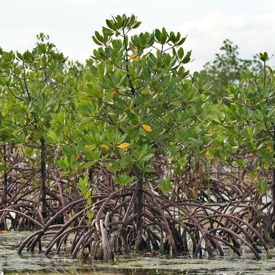 Rode mangrove (Rhizophora mangle)