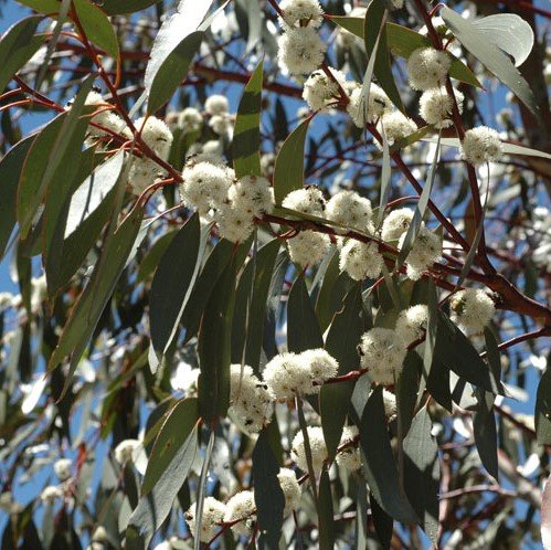 Sneeuweucalyptus (Eucalyptus pauciflora ssp. pauciflora)