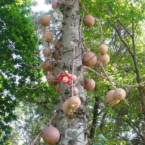 Kanonskogelboom (Couroupita guianensis)