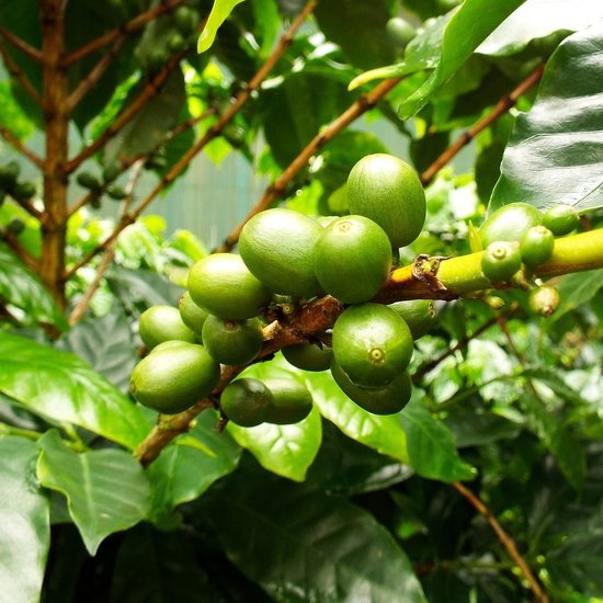Catura koffie (Coffea arabica &#039;catura&#039;)