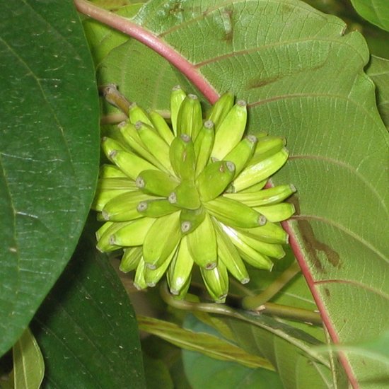 Boom van het leven (Camptotheca acuminata)