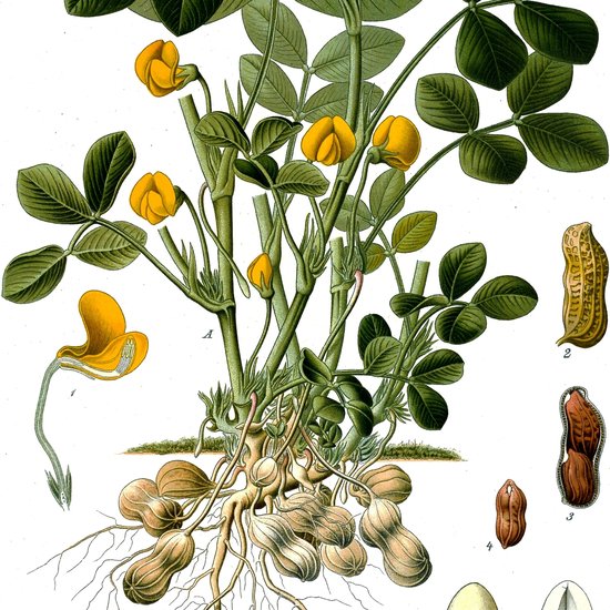 Pinda (Arachis hypogaea)