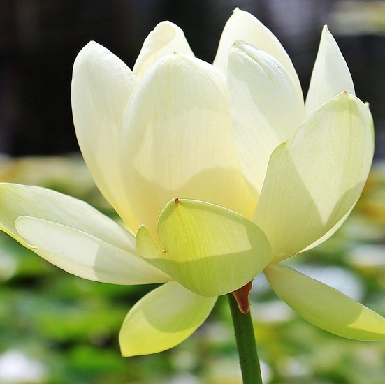 Witte Indische lotus (Nelumbo nucifera &#039;alba&#039;)
