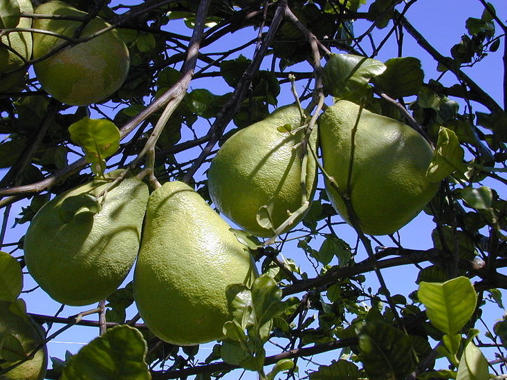 Pompelmoes (Citrus maxima)