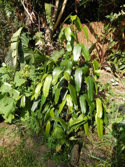Moendoe (Garcinia xanthochymus)
