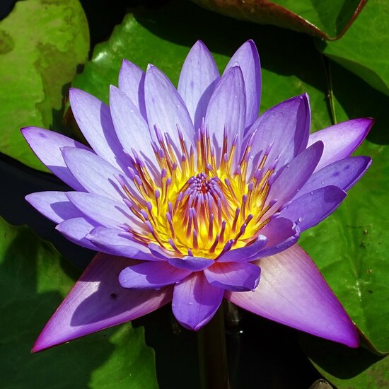 Blauwe lotus (Nymphaea nouchali)
