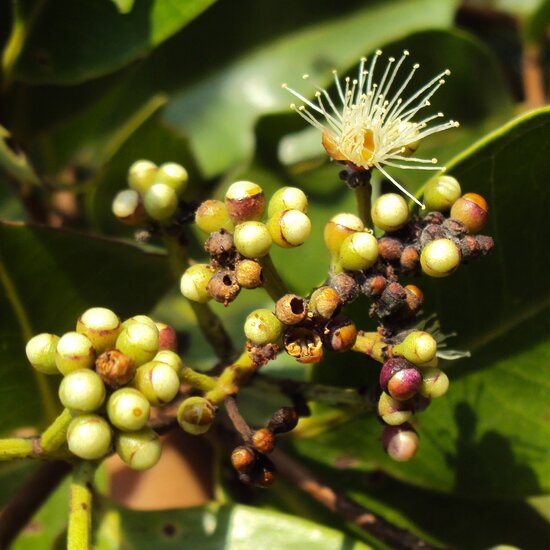 Zuid-Indiase pruim (Syzygium caryophyllatum)