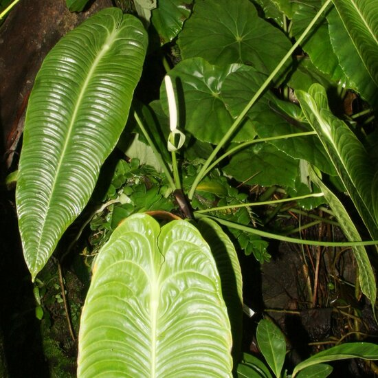 Koningsanthurium (Anthurium veitchii)