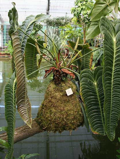 Koningsanthurium (Anthurium veitchii)