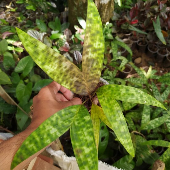 Gevlekte dwergpalm (Pinanga crassipes)