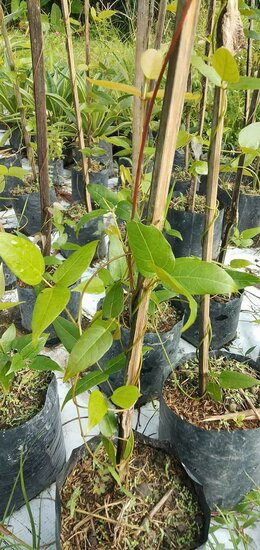 Rode jadebloem (Mucuna bennettii)