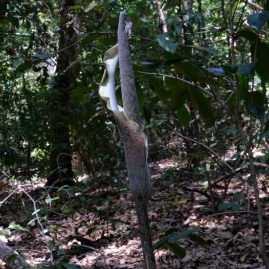 Slangenhuidlelie (Amorphophallus galbra)