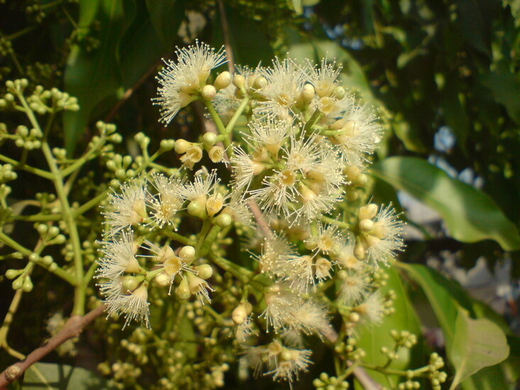 Jambolan (Syzygium cumini)