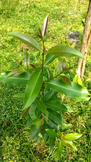 Jambolan (Syzygium cumini)
