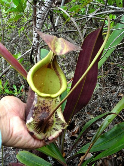Raffles bekerplant (Nepenthes rafflesiana)