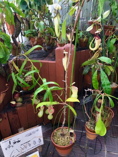 Raffles bekerplant (Nepenthes rafflesiana)