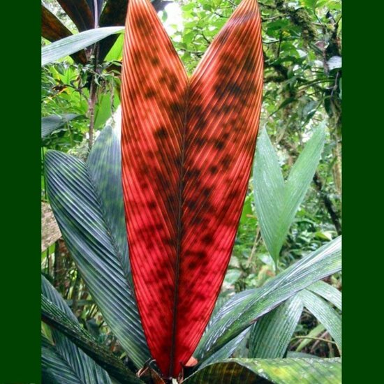 Glas-in-lood-palm (Geonoma epetiolata)