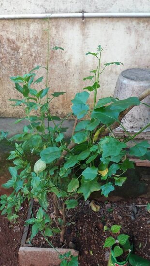 Thuthuvalai (Solanum trilobatum)