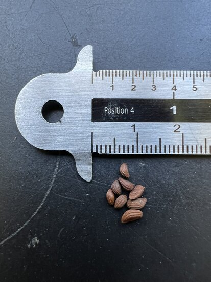 Witte vleermuisbloem (Tacca integrifolia)