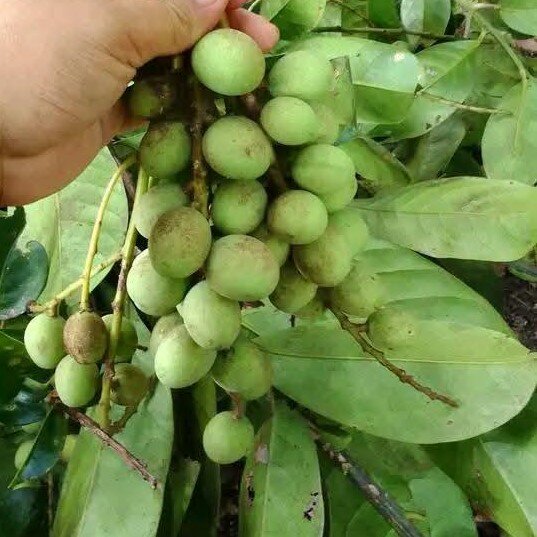 Griffith's mango (Mangifera griffithii)