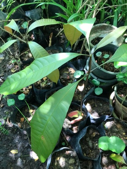 Griffith's mango (Mangifera griffithii)